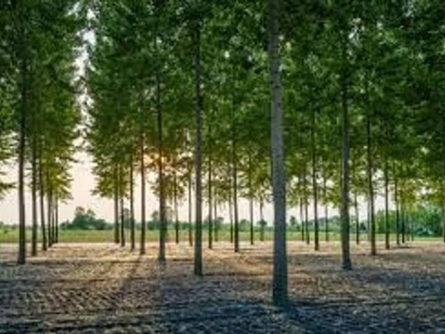 Terreno in vendita a Pegognaga, Lombardia