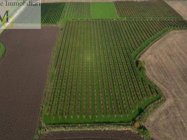 Terreno in vendita a San Bonifacio, Veneto