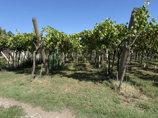 Terreno in vendita a San Bonifacio, Veneto