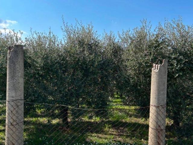 Terreno in vendita a Roma Capitale, Lazio