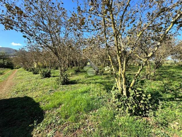 Terreno in vendita a Roma Capitale, Lazio