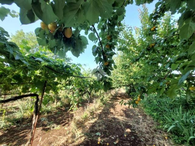 Terreno in vendita a Roma Capitale, Lazio