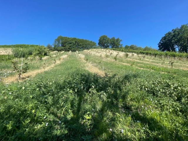 Terreno in vendita a San Colombano Al Lambro, Lombardia