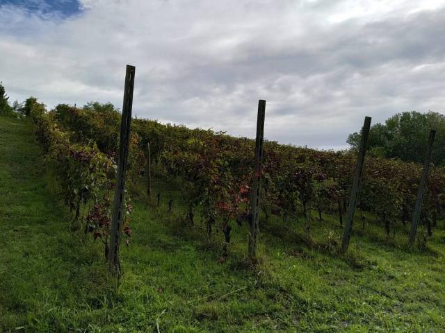 Terreno in vendita a San Colombano Al Lambro, Lombardia