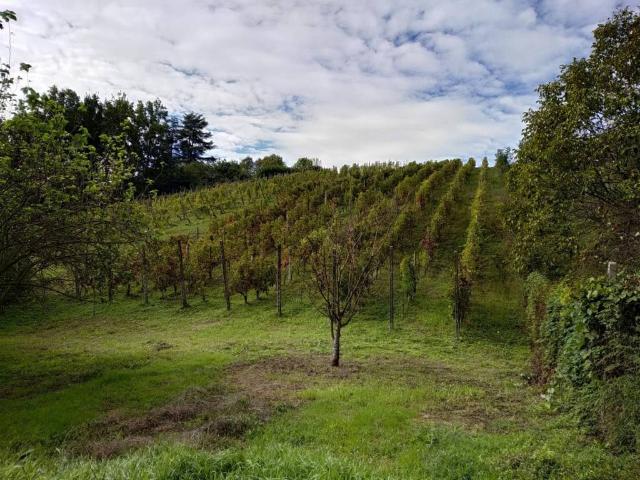 Terreno in vendita a San Colombano Al Lambro, Lombardia