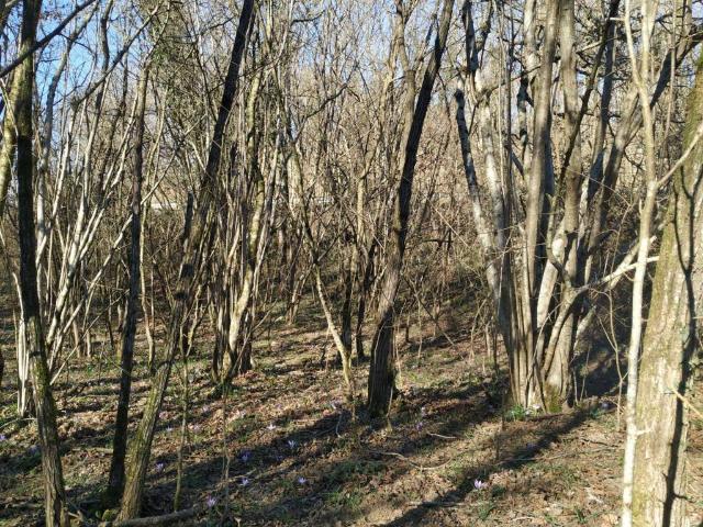 Terreno in vendita a San Floriano Del Collio, Friuli-Venezia Giulia