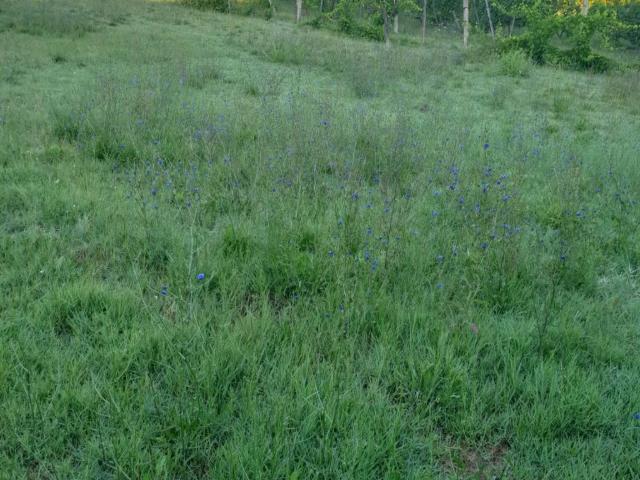Terreno in vendita a San Gemini, Umbria