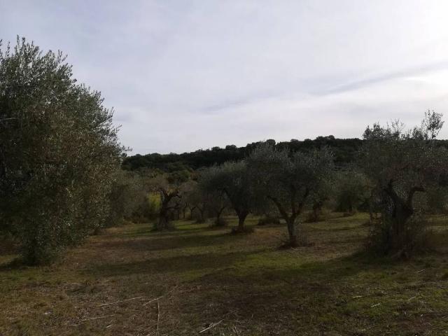 Terreno in vendita a San Giacomo Degli Schiavoni, Molise