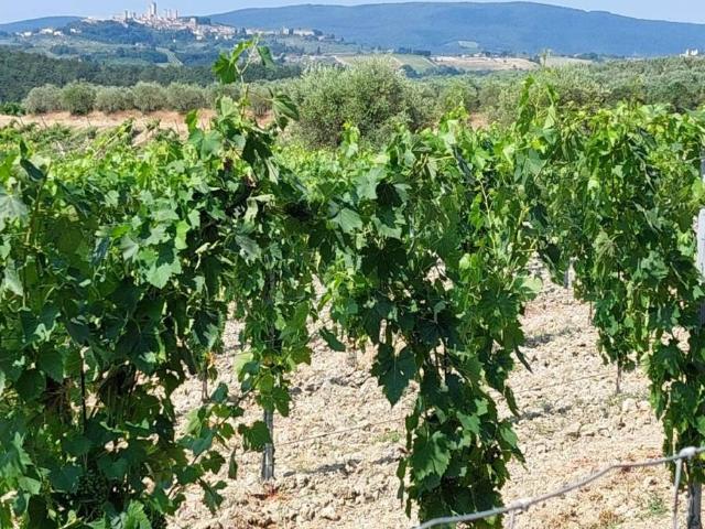 Terreno in vendita a San Gimignano, Toscana