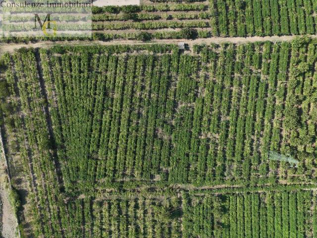 Terreno in vendita a San Giovanni Ilarione, Veneto