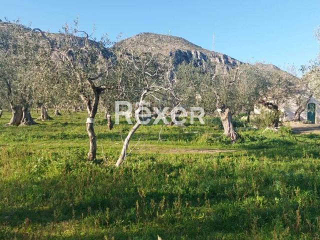 Terreno in vendita a Puglia, Foggia