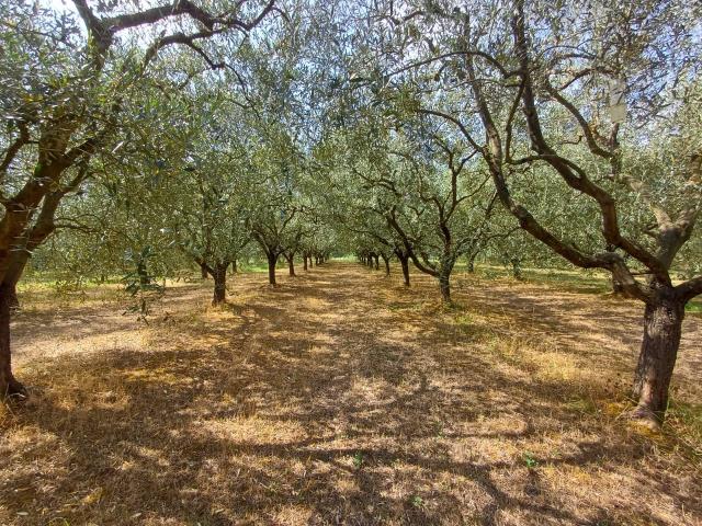 Terreno in vendita a Colignola, San Giuliano Terme