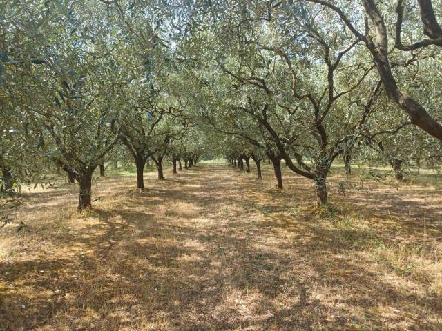 Terreno in vendita a Colignola, San Giuliano Terme