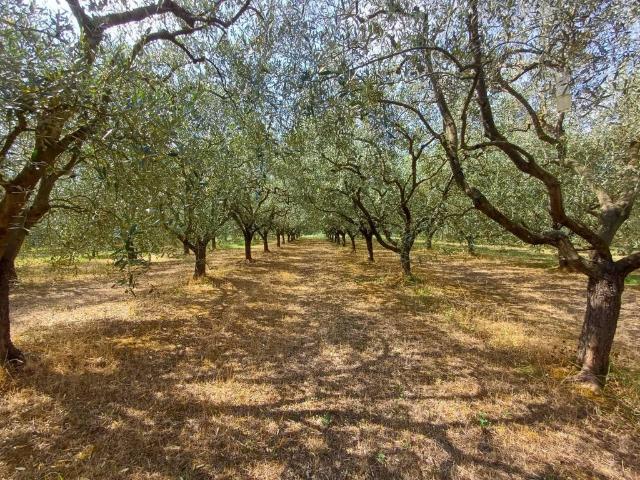 Terreno in vendita a Colignola, San Giuliano Terme