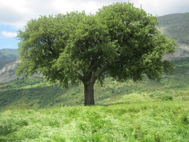 Terreno in vendita a Calabria, Cosenza