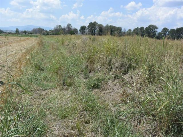 Terreno in vendita a San Marco Argentano, Cosenza