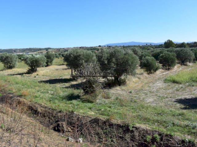 Terreno in vendita a San Marco Argentano, Cosenza