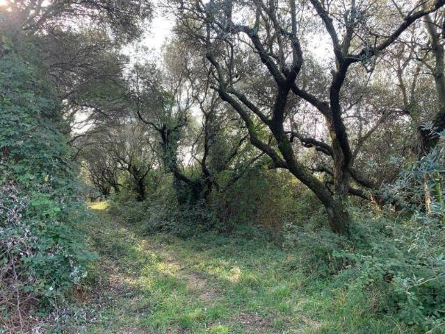 Terreno in vendita a San Martino Buon Albergo, Veneto