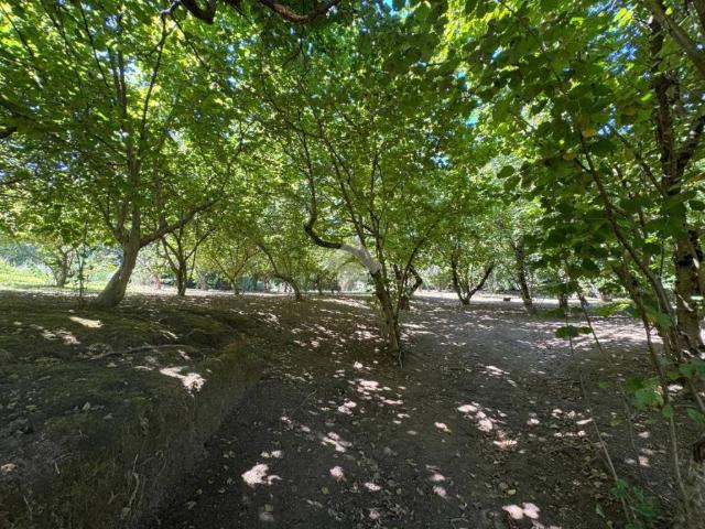 Terreno in vendita a San Martino Valle, Campania