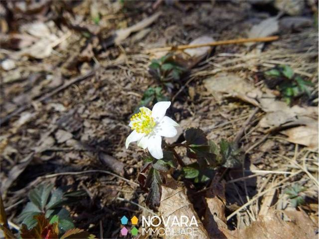 Terreno in vendita a Piemonte, Novara
