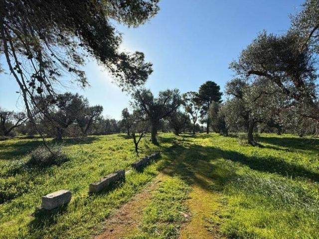 Terreno in vendita a Puglia, Brindisi