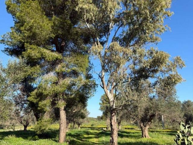 Terreno in vendita a Puglia, Brindisi