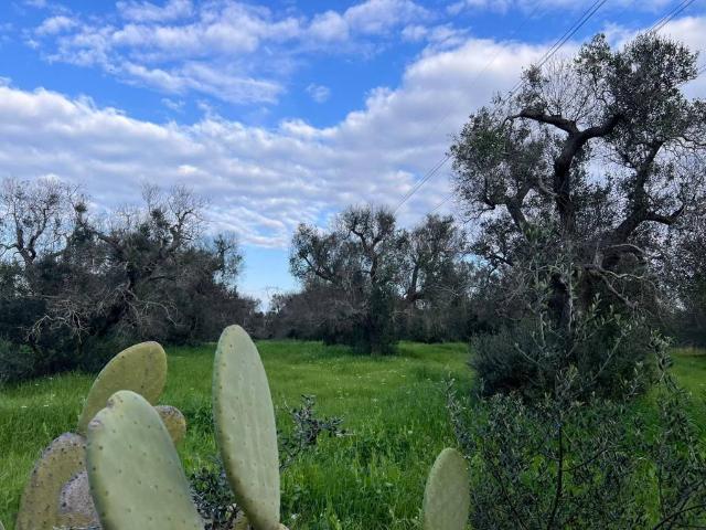Terreno in vendita a Puglia, Brindisi