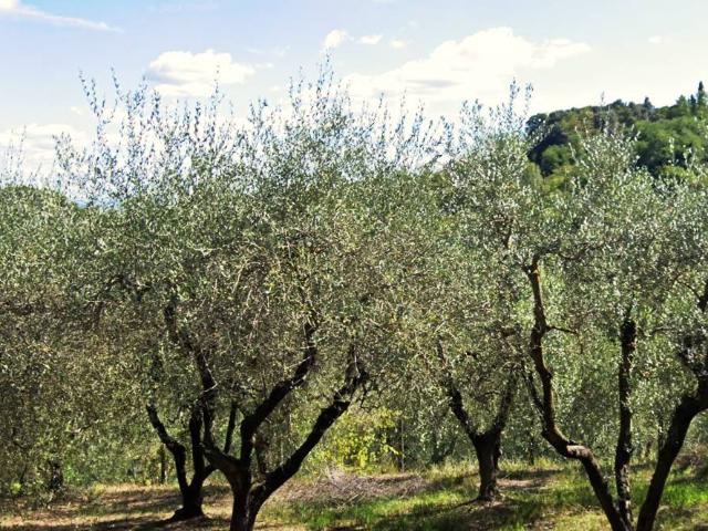 Terreno in vendita a San Miniato, Toscana
