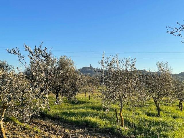 Terreno in vendita a San Miniato, Toscana