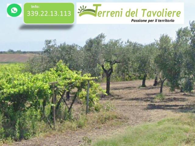 Terreno in vendita a Puglia, Foggia