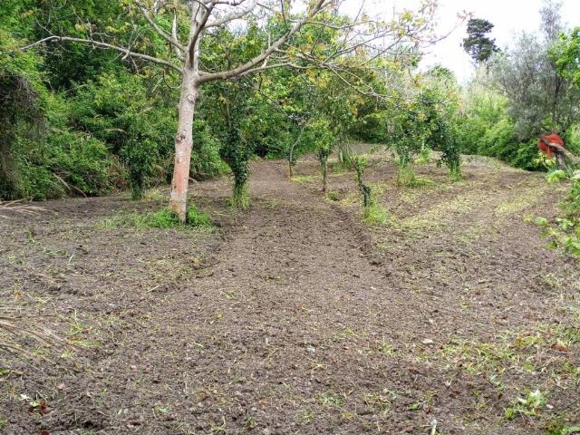 Terreno in vendita a San Pietro in Amantea, Cosenza