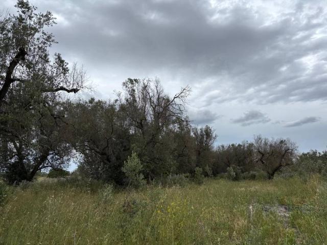 Terreno in vendita a Puglia, Brindisi