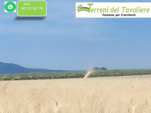 Terreno in vendita a Puglia, Foggia