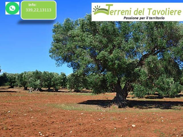 Terreno in vendita a Puglia, Foggia