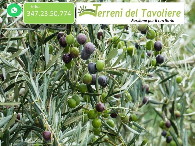 Terreno in vendita a Puglia, Foggia