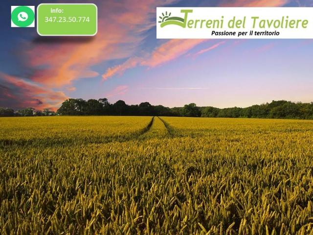 Terreno in vendita a Puglia, Foggia