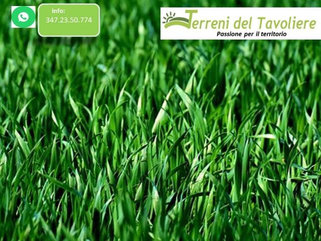 Terreno in vendita a Puglia, Foggia