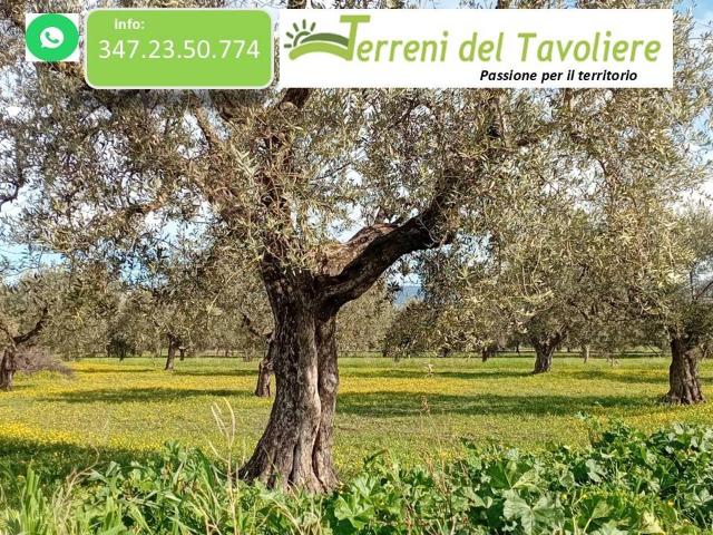 Terreno in vendita a Puglia, Foggia