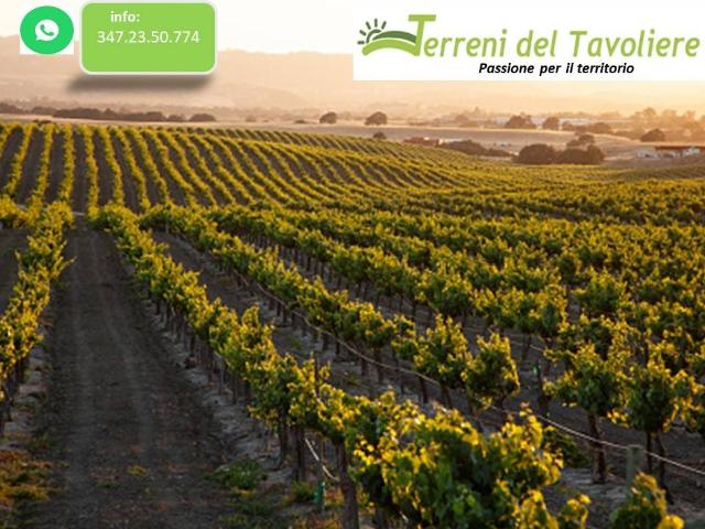 Terreno in vendita a Puglia, Foggia