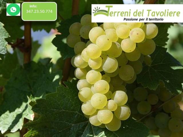 Terreno in vendita a Puglia, Foggia