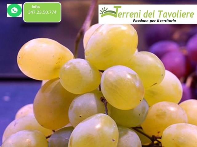 Terreno in vendita a Puglia, Foggia