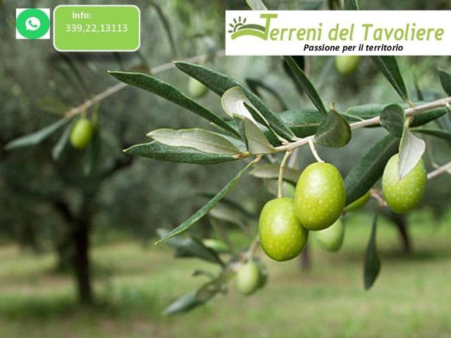 Terreno in vendita a Puglia, Foggia