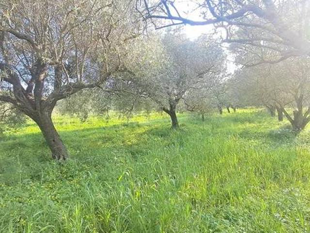 Terreno in vendita a San Vero Milis, Sardigna/Sardegna