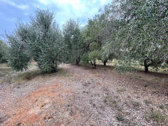 Terreno in vendita a Zona San Filippo, San Vincenzo