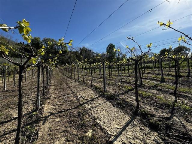 Terreno in vendita a San Vito Chietino, Abruzzo