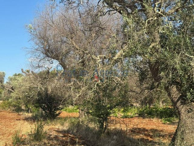 Terreno in vendita a Puglia, Brindisi