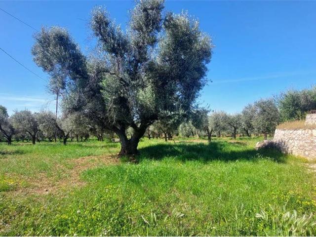 Terreno in vendita a Puglia, Brindisi