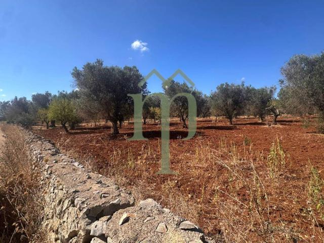 Terreno in vendita a Puglia, Brindisi