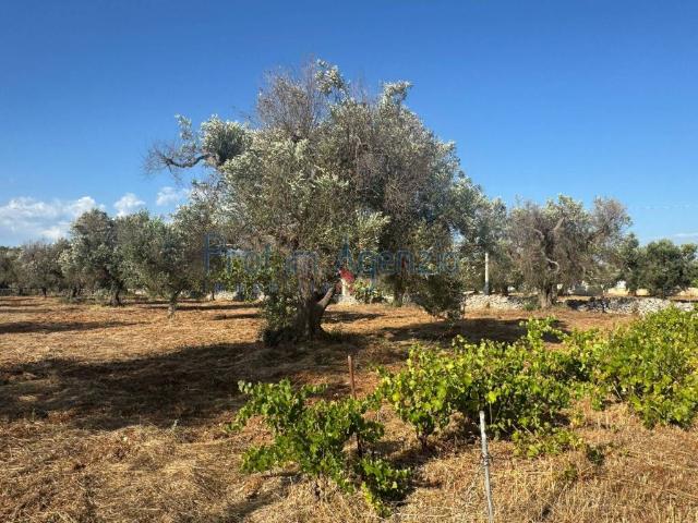 Terreno in vendita a Puglia, Brindisi