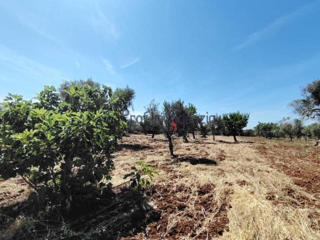 Terreno in vendita a Puglia, Brindisi